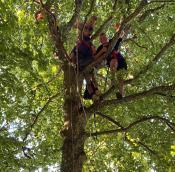 Als Team auf dem Baum